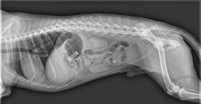 3 animais de estimação que comeram algo indevido e acabaram nas mãos dos veterinários