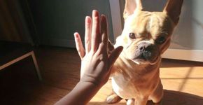 Amantes de animais ganham dinheiro hospedando cães em casa