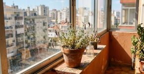 No México o pé de lavanda é resistente a tudo, porque nunca o deixam perto de paredes que retêm muito calor