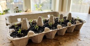 Antes de tirar as caixas de ovos, veja estas 7 ideias para reciclá-las e transformá-las em coisas úteis para a casa