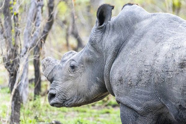 Animais livres vistos durante o safári