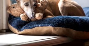 Foto: (premat/istock)