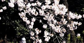 Sesc Ipiranga exibe “Hanami – Cerejeiras em Flor”
