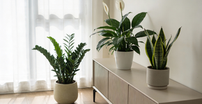 Essas 3 plantas ornamentais atraem sorte e deixam a sala linda no Réveillon