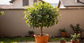A árvore perfeita para jardins pequenos, que não perturba o solo, resiste à seca e dá frutos com poucos cuidados