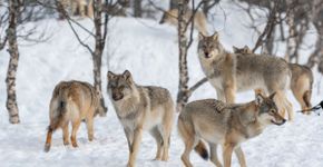 8 curiosidades sobre como os animais caçam na natureza