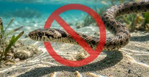 Cada vez mais serpentes estão nadando no mar perto de uma ilha turística famosa