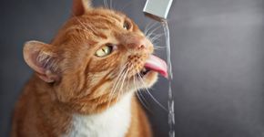 Foto: (dinachi/istock)