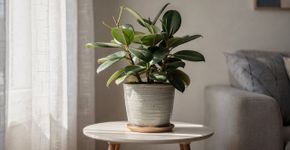O que significa quando uma planta não cresce, mesmo com cuidados?