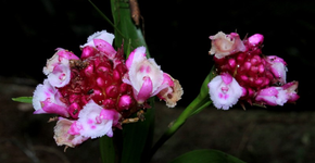 Orquídeas em perigo: destruição invisível, extinção silenciosa