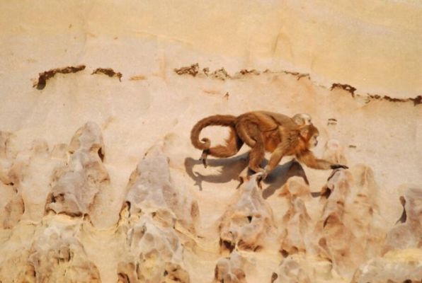 Macaco Prego da Caatinga - por Eraldo Peres