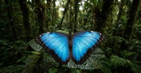 O calor está apagando o azul das borboletas Morpho, e o detalhe mais curioso é que essa cor nem vem de pigmento