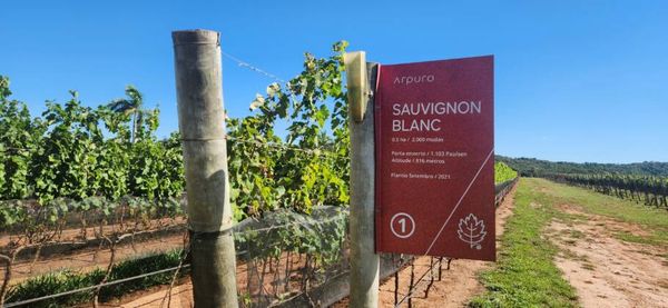 A  vinícola Arpuro planta 14 espécies de uvas