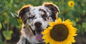 Foto: (Pinterest)