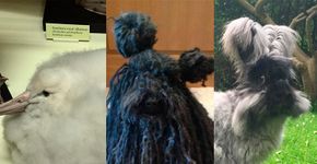 Os animais mais felpudos e mais diferentes da natureza