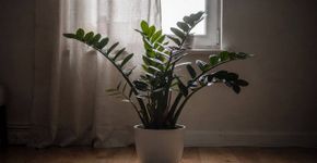 Zamioculca: 4 vantagens de ter essa planta em casa e como estimular novos brotos