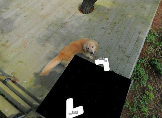 Cachorro segue carro do Google Street View e resulta em álbum pra lá de fofo