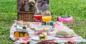 Parque Ibirapuera tem um cachorródromo sem grades