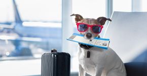 Foto: (damedeeso/iStock)