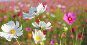 Veja jardins que foram transformados em obras de arte ao redor do mundo