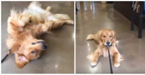 Cachorro faz ‘birra’ em pet shop e vídeo viraliza