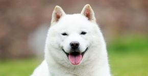 Hokkaido: conheça as características dessa raça de cachorro japonesa 