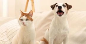 Novo pet em casa? Veja 5 erros na adaptação com o animal que já mora no lar
