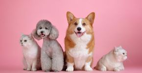 Você fala, eles escutam? Ciência tenta desvendar se cães e gatos entendem os humanos