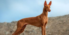 Pharaoh hound: conheça as características do cachorro dessa raça 