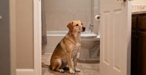 É por isso que seu cachorro te segue até no banheiro ele está te protegendo de um jeito hilário
