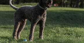 Lagotto romagnolo: conheça as características dessa raça de cachorro