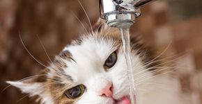 10 maneiras de incentivar o seu gato a beber mais água