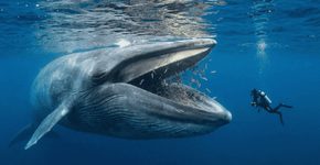 O que acontece se a baleia te engolir durante o mergulho em alto mar?