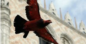 Pombos ganham cores em praça pública