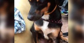 Cachorro salvou a família vítima de incêndio em prédio de SP