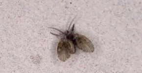 De onde vêm as mosquinhas de banheiro e por que aparecem?
