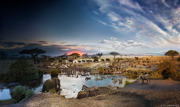 Stephen Wilkes