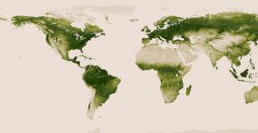 Mapa interativo mostra as florestas no mundo inteiro e ajuda a prever mudanças climáticas