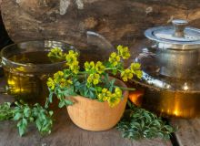 Featured side: Para que serve o chá de arruda? 3 receitas e os seus benefícios para a saúde
