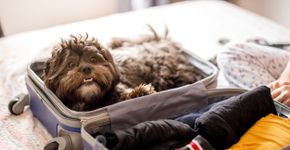 Foto: (Capuski/iStock)