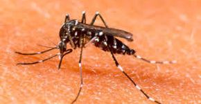 App ajuda a denunciar foco de mosquito da dengue