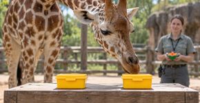 Girafas conseguem “somar” comida escondida, mas se confundem quando o desafio vira uma subtração