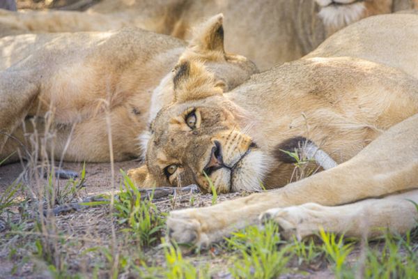 Animais livres vistos durante o safári