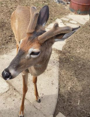 A família afirma que o animal é inofensivo (Reprodução/Jodi Proger)