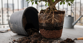 Frutíferas em vaso sem pragas e com resultado farto usando a poda de raízes para não sufocar a planta