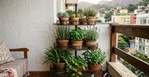 Se você tiver uma fruteira antiga, ela pode render um projeto interessante para o jardim