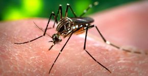 Tire dúvidas sobre Febre Chikungunya, doença parecida com a Dengue