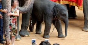 Lista expõe as 10 piores atrações com animais selvagens
