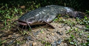 Uma câmera flagra um grupo de peixes saindo da água à noite para caminhar em terra por quase 20 minutos chocando todos que assistem