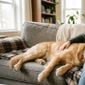 Da redação: É por isso que o cachorro suspira pesadamente quando se deita ao seu lado